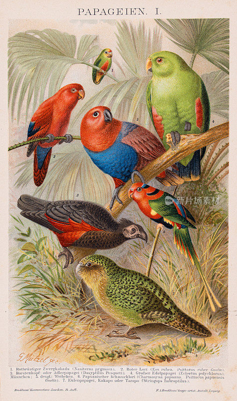来自Brockhaus' conversations - lexkon 1898的异国鸟类鹦鹉彩色版